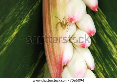 Small camouflaged spider on Ginger plant flower.