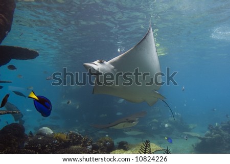 Spotted Eagle-rays (Aetobatus narinari) swimming over coral reef, with fish in the background.