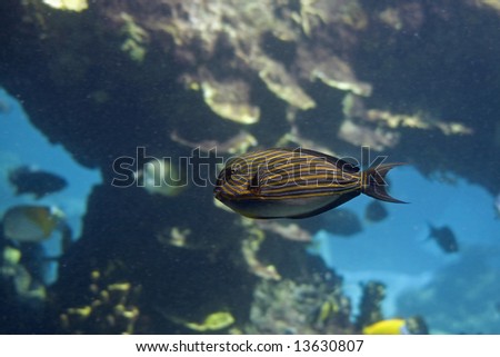 Zebra Surgeonfish (Acanthurus lineatus) Zebra Surgeonfish (Acanthurus lineatus) swimming over coral reef, with blue background.