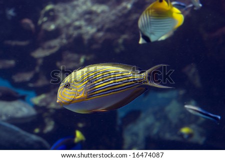 Zebra Surgeonfish (Acanthurus lineatus) swimming over coral reef, with fish in background.