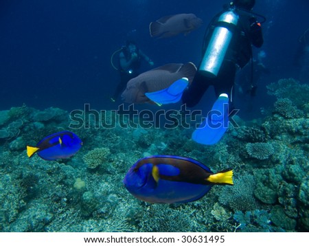 Wedgetailed Blue Tang (Paracanthurus hepatus) swimming over tropical reef.