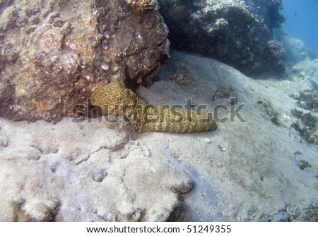 Sea Cucumber siphoning the sand next to a tropical reef.