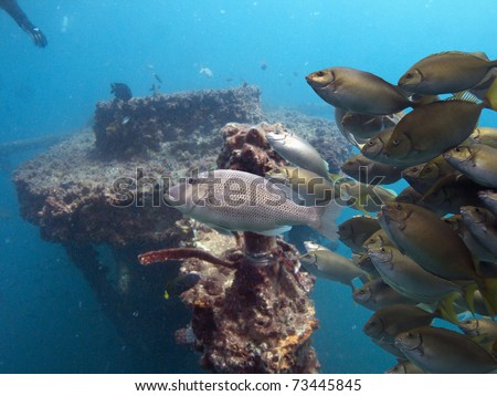 Spotted Sweetlip (Pomadasys argenteus) swimming over ship wreck with other fish following.
