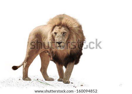 Large male Lion, isolated on a White Background