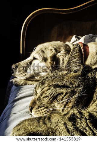Portrait of male cat and female dog sleeping together