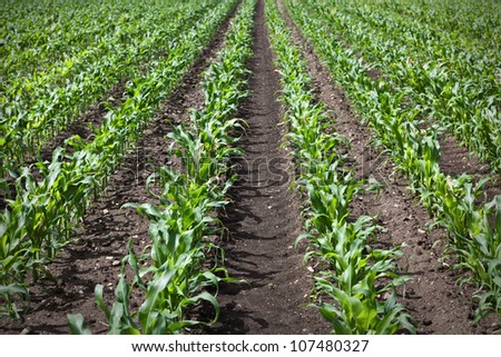 young corn growing on a field