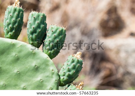 Prickly pear cactus with its fruits (close-up)