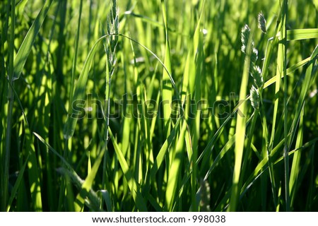 Green grass on a sunny summer\'s day