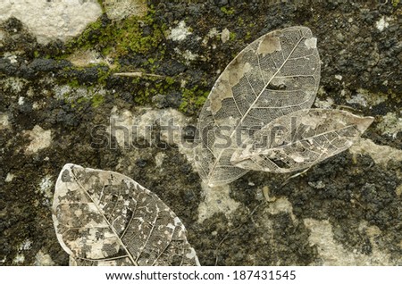 Close up of skeleton leaves This is the natural way that leaves disintegrate while returning to the earth\'s soil