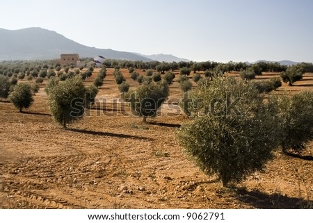 Olives field