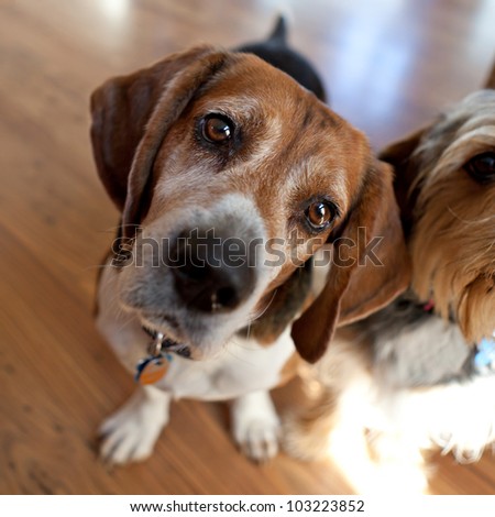 Cute beagle dog sitting down next to another dog and looking at the viewer.  Shallow depth of field.