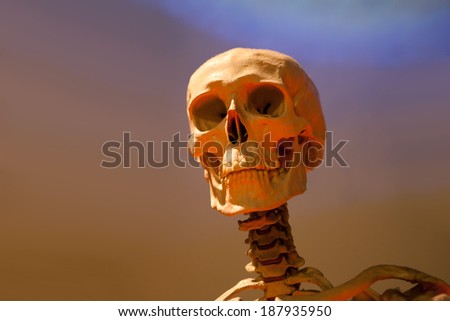 Old bony skeleton skull under dramatic lighting.