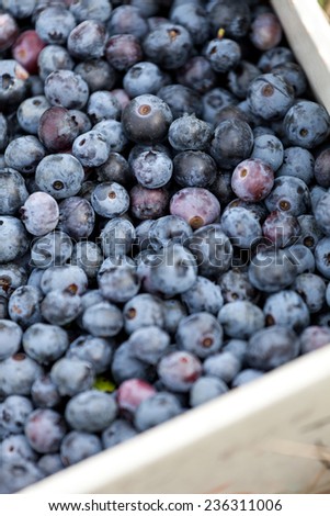 Close up of a box full of freshly picked blueberries. Shallow depth of field.