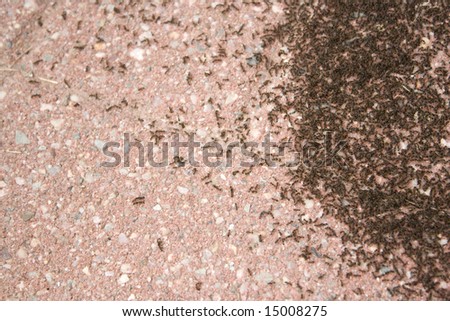 A colony of tiny ants swarming an area of the patio stone.  It looks like coffee grounds.