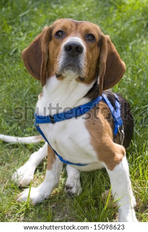 A portrait of a cute young beagle puppy sitting funny in the grass.