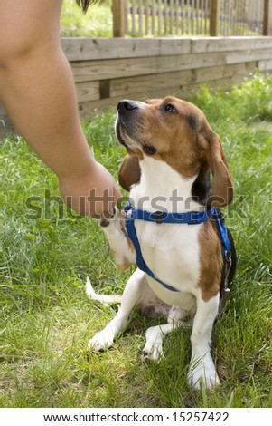 A cute young beagle puppy giving his paw.