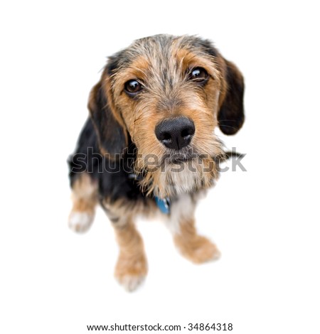 A cute mixed breed puppy isolated over white. The dog is half beagle and half yorkshire terrier. Shallow depth of field.
