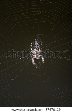 A macro shot of a spider in its web. This type of spider is common to the northeast United States.
