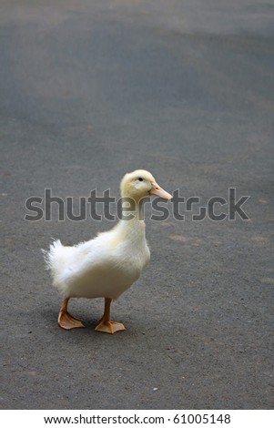 A cute adolescent duckling in the stage just before losing his golden yellow baby feathers.