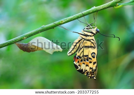 Lime butterfly change form chrysalis (Papilio demoleus malayanus Wallace).
