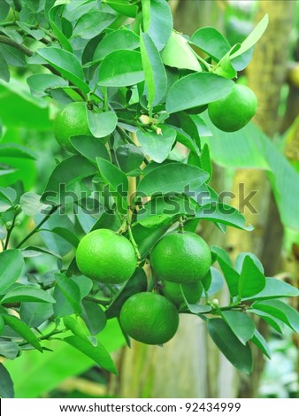 lemon is a small evergreen tree  native to Asia ,also used  mainly in cooking and baking.