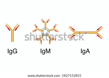 Antibodies structure of IgG, IgM, and IgA.