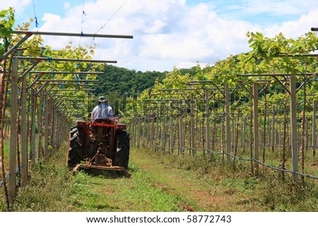 Workers are using tractor mower in the vineyard