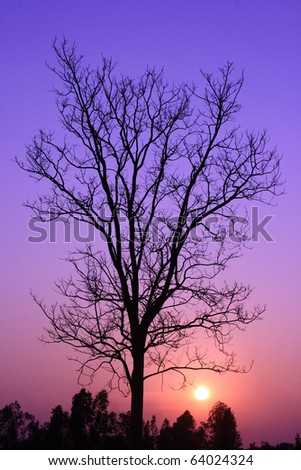 Silhouette of dry tree at sunset.