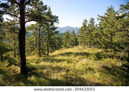 Coniferous forest early in the morning. Morning light. Altai territory.