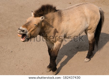 stand horse mustang wild animal