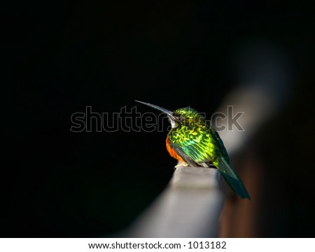 Small exotic bird, Pantanal, Brazil
