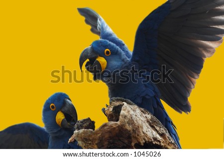 Wild blue hyacinth macaw, Pantanal, Brazil