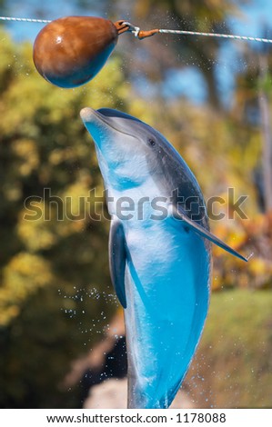 Bottlenose dolphin jump