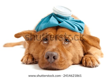 Similar – Image, Stock Photo Sick hangover Animal Pet