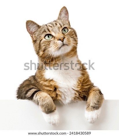 Similar – Image, Stock Photo Cat looks up at the countdown