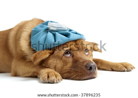 Similar – Image, Stock Photo Sick hangover Animal Pet