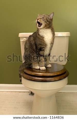 King on its throne (Cat sitting on toilet seat )