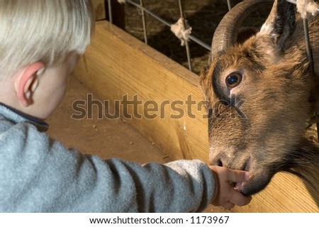 Little child feeding goat at the petting zoo