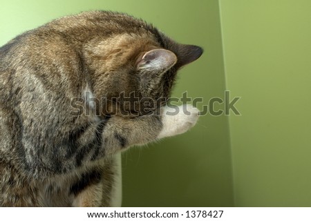 Cat hiding its head