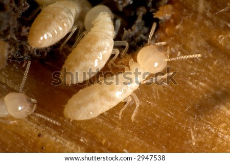 Closeup on termites going in and out of their tunnel