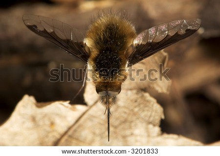 Closeup on bee fly - Bombylius major