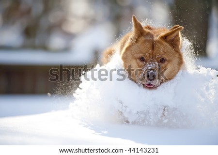 Dog running through heavy snow