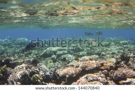 Coral scene at Red Sea, Egypt