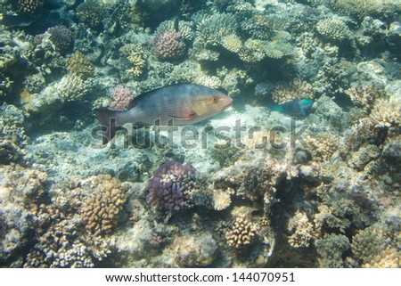 Coral scene with tropical fish at Red Sea, Egypt