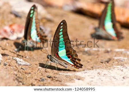 common bluebottle butterfly close up