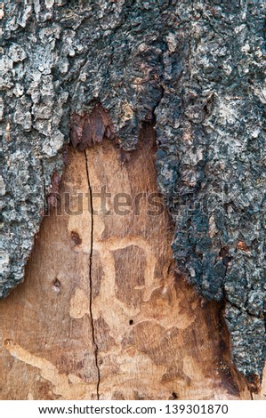 abstract background tree bark texture
