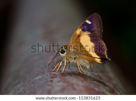 yellow-banded Awl butterfly close up