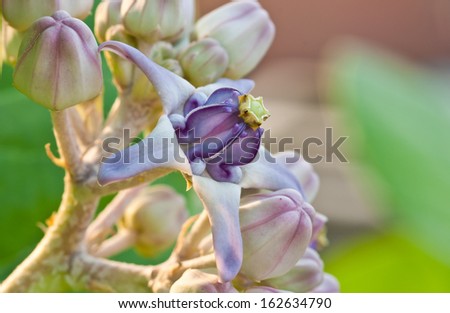 Purple crown flower close up