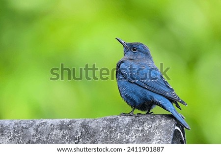 Similar – Image, Stock Photo Thrush in tree