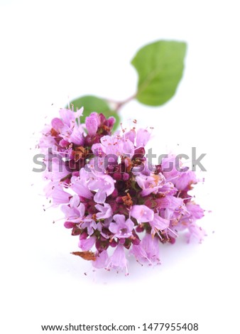 Similar – Image, Stock Photo flowering oregano Oregano